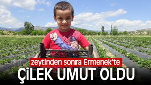 Ermenek'te zeytinden sonra çilekte yöre halkının umudu oldu