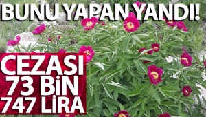 'Ayı gülü'nü koparmanın cezası 73 bin 747 lira