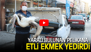 YARALI PELİKANA ETLİ EKMEK YEDİRDİ
