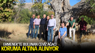 ERMENEK’TE BULUNAN CEVİZ AĞACI KORUMA ALTINA ALINIYOR
