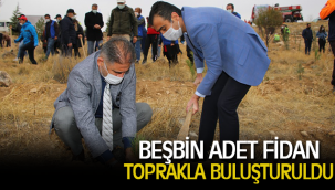 BEŞBİN ADET FİDAN TOPRAKLA BULUŞTURULDU