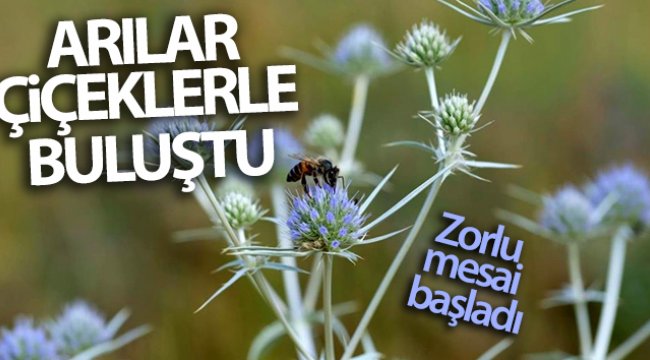 Arılar çiçeklerle buluştu! Zorlu mesai başladı
