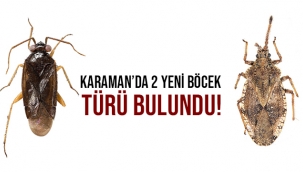KARAMAN'DA 2 YENİ BÖCEK TÜRÜ BULUNDU!