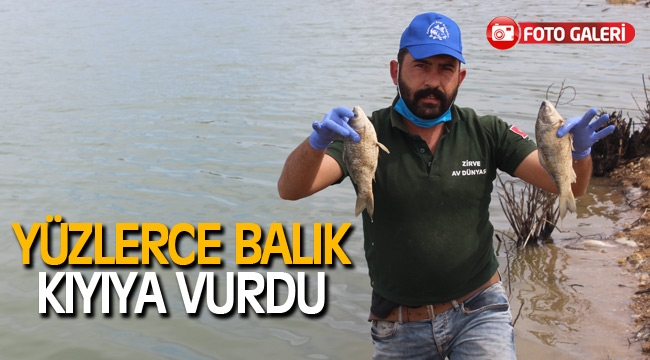 YÜZLERCE BALIK KIYIYA VURDU