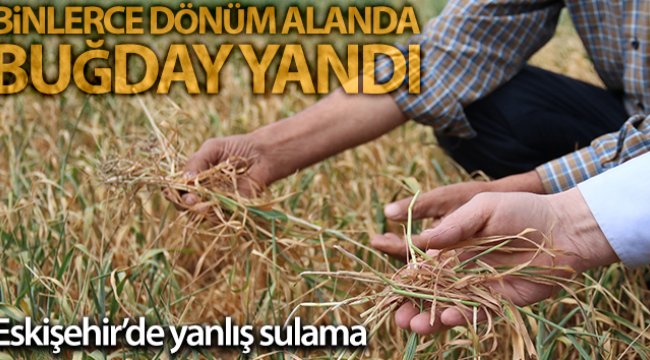 Eskişehir'de yanlış sulama planlaması ekinleri yaktı