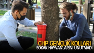 CHP gençlik kolları sokak hayvanlarına mama kabı ve mama dağıtımı yaptı