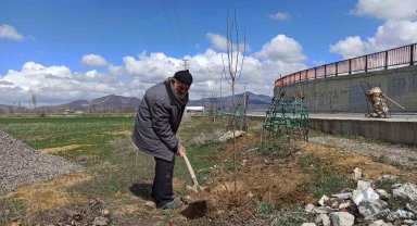 'Ağaç sever dede' diktiği bine yakın ağacın bakımını aksatmıyor