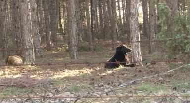 Başıboş köpekler site sakinlerini isyan ettirdi