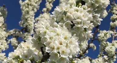 Beyaz kirazın başkenti Ereğli'de kiraz bahçeleri gelinliğini giydi