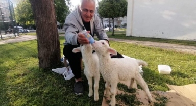 Biberonla beslediği kuzular, parklardaki çocukların sevgilisi