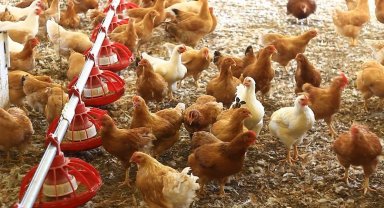Cezaevinde üretilen yumurtalara yoğun ilgi