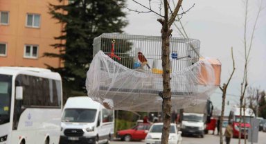 Esnafın evcil kuş hava alsın diye bulduğu çözüm gülümsetti