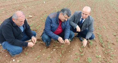Hüyük'te araziler yağışlarla bereketlendi