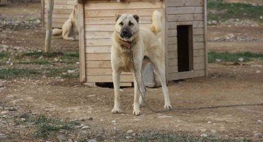 Kangal köpeğini dışkısından tanımak mümkün