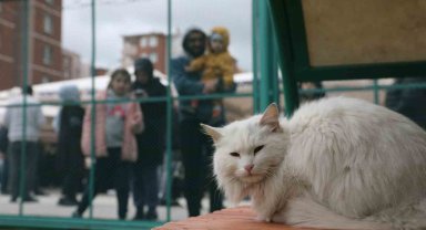 Küçük Dostlar Kedi Kasabası Açıldı