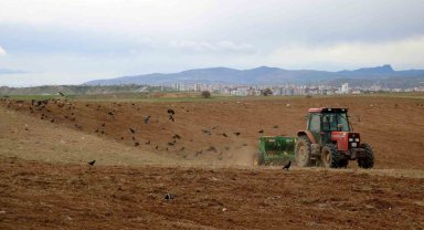 Türkiye'nin hububat şehrinde ekimler başladı, dikkati ise kargalar çekti