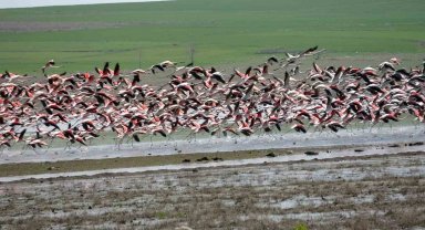 Yozgat'a misafir kuşların göç yolculuğu başladı