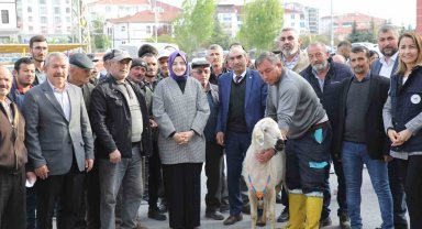 Akyurt'ta çiftçilere damızlık koç desteği