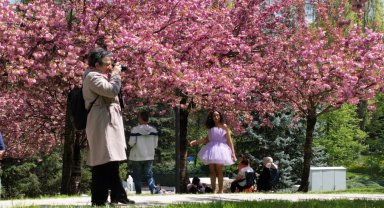 Baharın müjdeleyicisi "sakura ağaçları"ndan görsel şölen