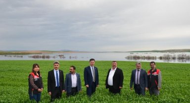Beylikova ayçiçeğinde zirveye oynuyor