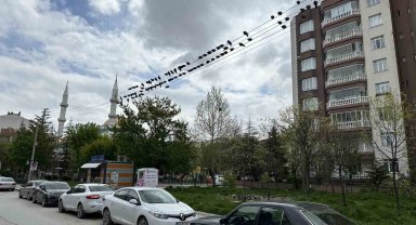 Kuşların ekmek büfesi yanında kırıntı nöbeti