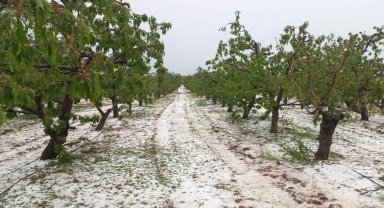 Mayıs ayının ortasında kiraz bahçelerini dolu vurdu