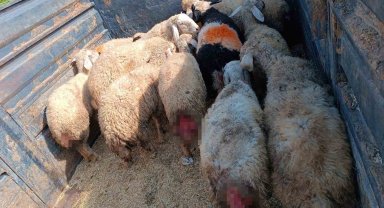 Sokak köpekleri hayvanlarını telef etti