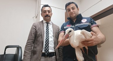 Yaralı halde bulunan leylek tedavi altına alındı