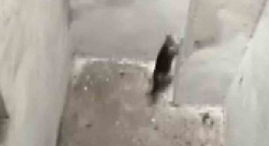 Yaramaz kediyi kurtarmak hiç kolay olmadı