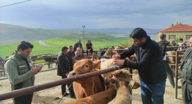 Yozgat'ta canlı hayvan pazarlarında şap hastalığına karşı sıkı tedbirler sürüyor