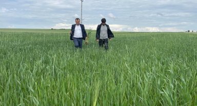 Yozgat'ta yağışlar nedeniyle ekili alanlarda pas hastalığı riski oluştu