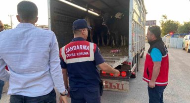 Aksaray'da sivil jandarmalar kurban teyakkuzunda