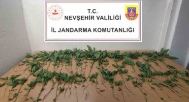 Evinde Hint Keneviri Yetiştiren şahıs gözaltına alındı