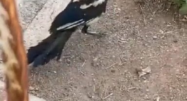 Havalandırma boşluğuna sıkışan saksağan itfaiye ekipleri tarafından kurtarıldı