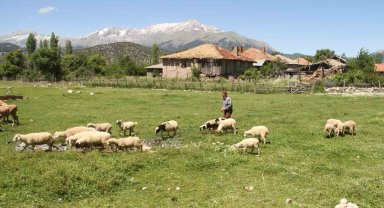 Karadeniz havasının yaşandığı Konya'da besiciler yağışlardan memnun