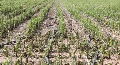  Karaman’da dolu ekili arazilere zarar verdi, tarlalar kış mevsimi gibi beyaza büründü  