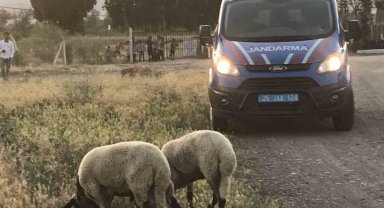 Kaybolan kurbanlık koyunları jandarma ekipleri buldu