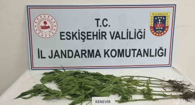 Kenevir yetiştiren şahıslara jandarma operasyonu