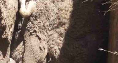 Kurban Bayram'ı öncesi besiciye büyük şok ağıla giren kurt, 59 koyunu telef etti