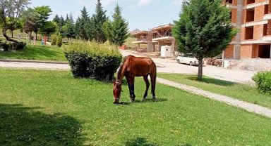 Parkın davetsiz misafiri