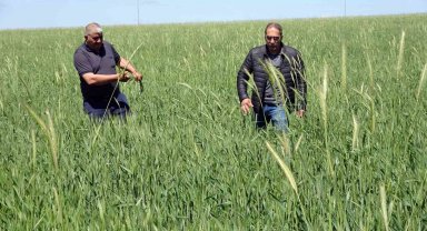 Yozgat'ta buğday alım fiyatı çiftçiyi sevindirdi