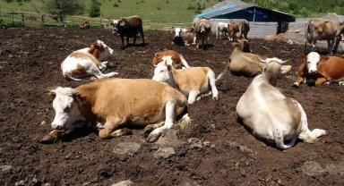 Yozgat'tan büyükşehirlere kurbanlık sevkiyatı başladı