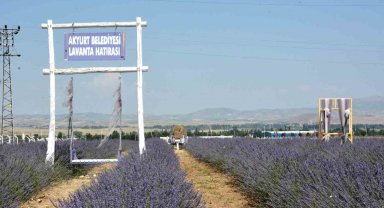 Akyurt'ta lavanta bahçesi açıldı