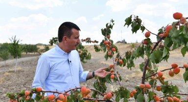 Altındağ'ın meyve ormanlarında hasat vakti