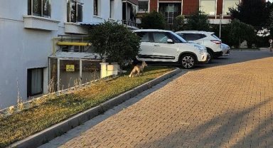 Ankara'da aç kalan tilki yerleşim merkezine indi