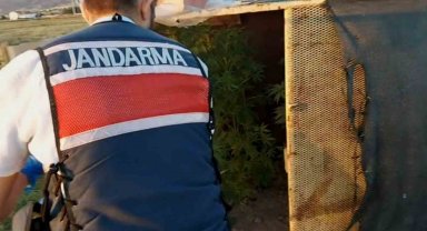 Bahçesine baraka yapıp özel bölmelerde kenevir yetiştirdi