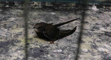 Bitkin düşen yavru ebabil kuşu tedavi altına alındı