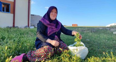 Bol yağışlar türkülere konu olan madımak sezonunu uzattı