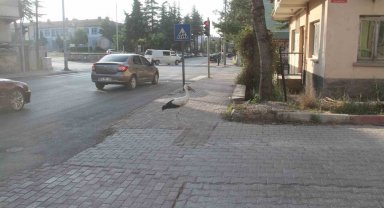 Cadde ortasında yürüyen leylek görenleri şaşkına çevirdi
