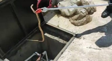 Cami bahçesine giren yılan yakalanarak doğaya salındı